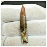 11011 - Great 1.8'' Rebbachisaurus garasbae Diplodocoid Sauropod Dinosaur Tooth