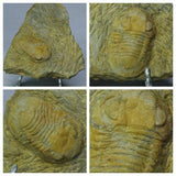 L145/R300/R301/R304 Nileid Trilobite + Basilosaurus teeth - Doyague Order