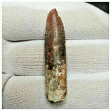 11011 - Great 1.8'' Rebbachisaurus garasbae Diplodocoid Sauropod Dinosaur Tooth