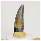 S126 - Finest Suchomimus tenerensis Dinosaur Tooth Lower Cretaceous Elrhaz Fm