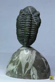 R263/R264/R276/R33 Harpes, Acanthopyge, Psedosaukianda & Drotops Trilobites - Order Travis