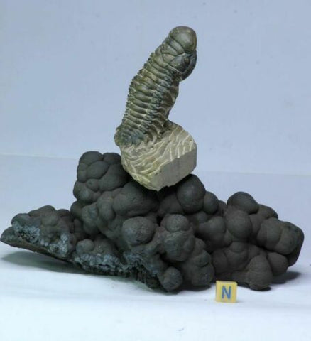 R31 - Great Crotalocephalina Trilobite on Natural Botroidal Goethite Pedestal(143935691142)
