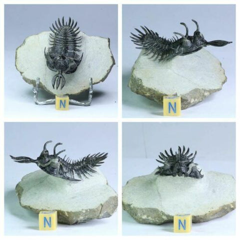 R232 - Awesome Flying Trident Walliserops trifurcatus Middle Devonian Trilobite