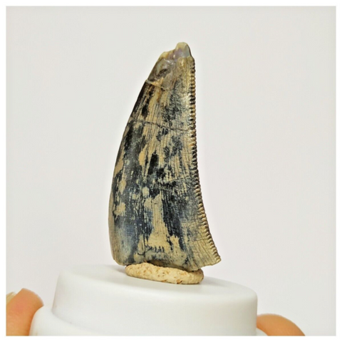 S34 - Rare Afrovenator abakensis Megalosaurid Dinosaur Tooth Jurassic Tiouraren Fm