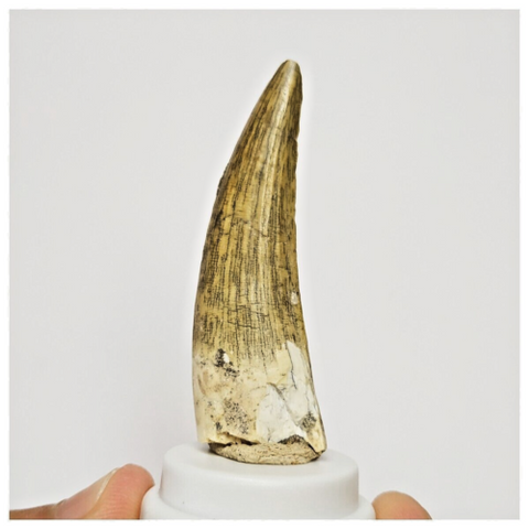 S36 - Awesome Suchomimus tenerensis Dinosaur Tooth Lower Cretaceous Elrhaz Fm