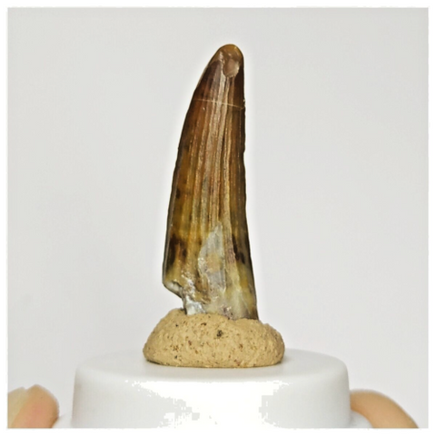 S127 - Finest Suchomimus tenerensis Dinosaur Tooth Lower Cretaceous Elrhaz Fm