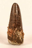 V84 & R303 Spinosaurus tooth + Basilosaurus tooth - Order Whitford
