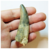 H36 - Rooted Suchomimus tenerensis Dinosaur Tooth Lower Cretaceous Elrhaz Fm